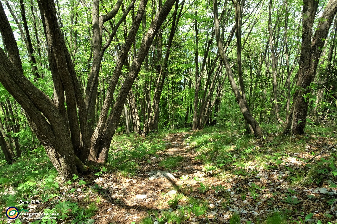 104 Scendo per sentiero nel bosco a Miragolo S. Salvatore.JPG